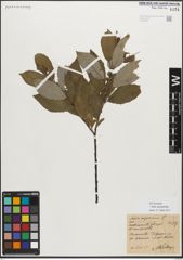 Foto von Salix myrsinifolia Salisb.